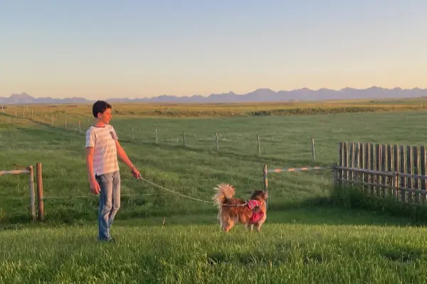Marcio walking a dog on our acreage's lawn in the evening. The south view of Rocky Mountains on the background is beautiful