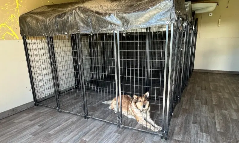 Kennels inside our garage. All kennels are heated and we keep track of the temperature to keep them comfortable. Dog kennels inside the garage. Our dog staring at us from inside one of them.